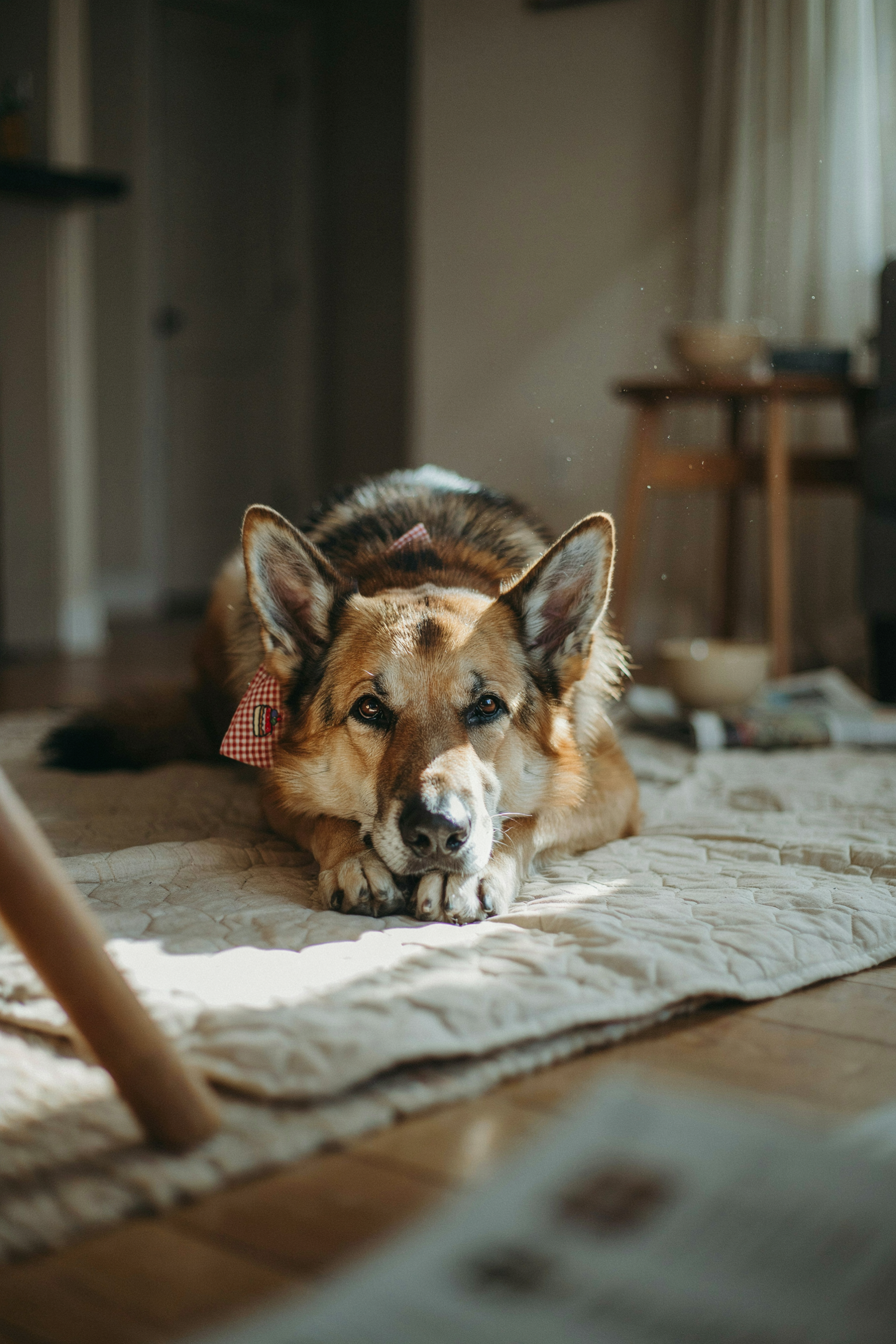 celebrating the golden years: messages for senior dogs